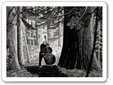 Red Wood Serenade - 2005