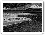 Shore Birds 2003