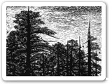 Stout Grove - 2008