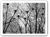 Willamette Rookery - 2001